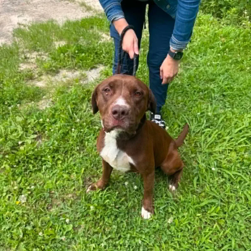An adult medium-sized male Brown / Chocolate Mixed Breed dog named Creed for adoption in Edwardsville, IL