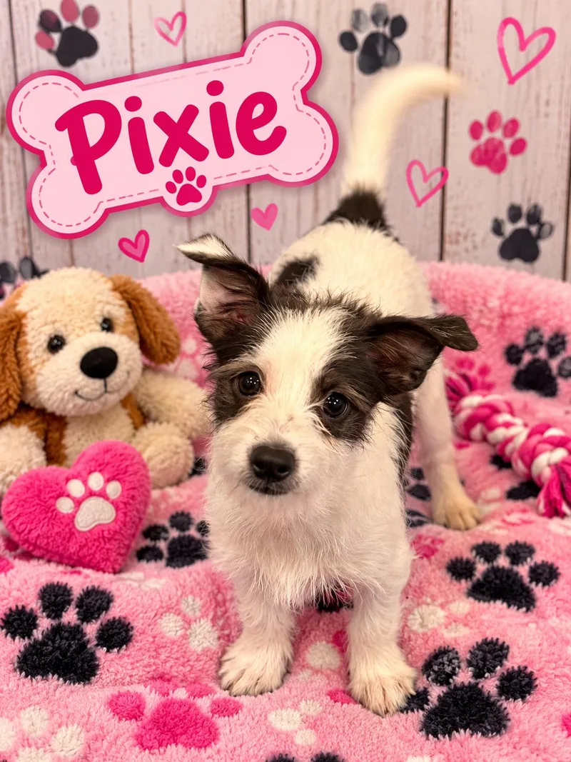A young medium-sized female Terrier dog named Pixie for adoption in Union Beach, NJ