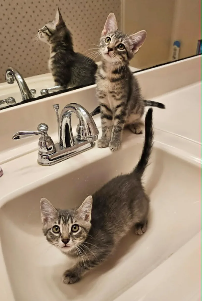 A baby medium-sized female Tabby (Gray / Blue / Silver) American Shorthair cat named Poppy & Daisy for adoption in Gulfport, MS