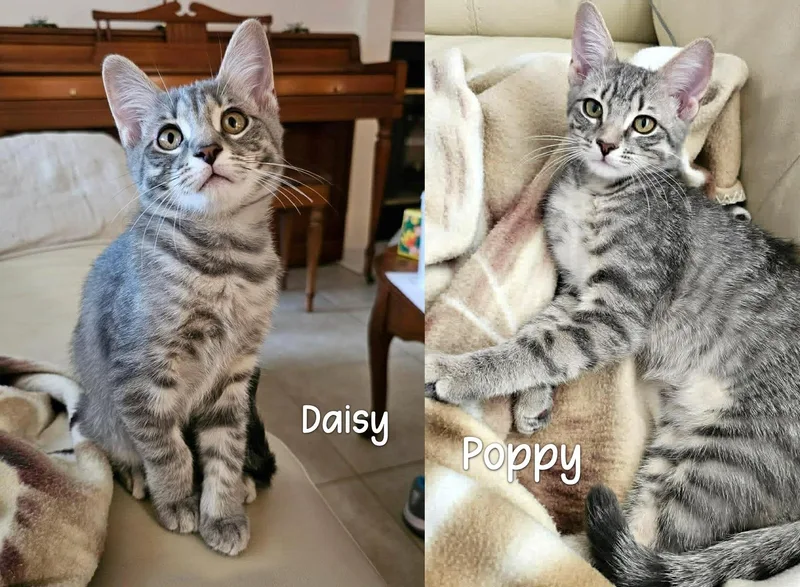 Poppy & Daisy thumbnail 2