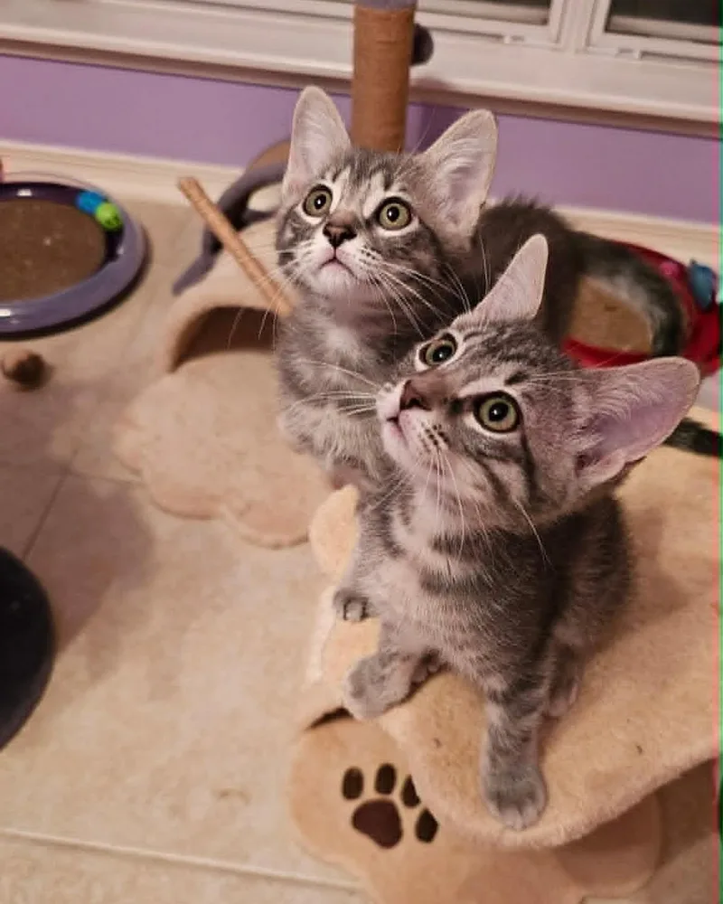 Poppy & Daisy thumbnail 5