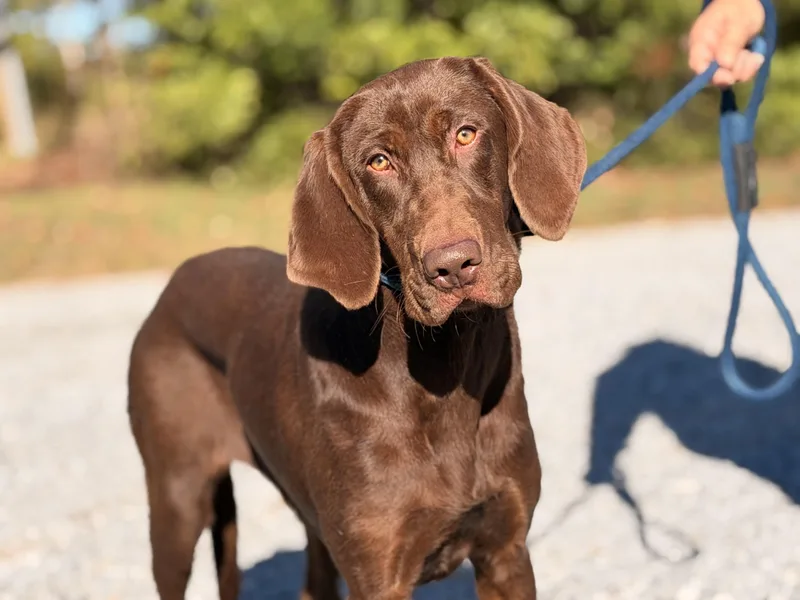 A young large-sized female Brown / Chocolate Chocolate Labrador Retriever dog named Java for adoption in Meherrin, VA