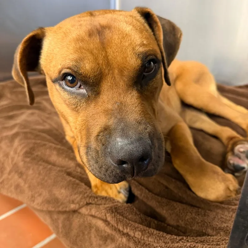 A baby medium-sized male Brown / Chocolate Pit Bull Terrier dog named Zeus for adoption in Perkiomenville, PA