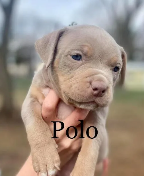 A baby large-sized male American Bulldog dog named Polo for adoption in Brooklyn Center, MN