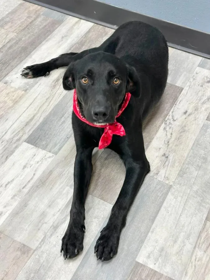 A young medium-sized male Black Labrador Retriever dog named Anakin for adoption in Wells, VT