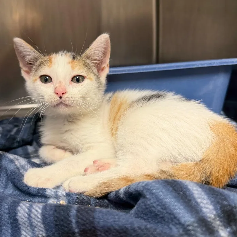 A baby small-sized female White Domestic Short Hair cat named Lois Lane for adoption in Bryan, TX