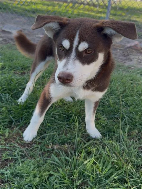 A young medium-sized male Siberian Husky dog named Witt for adoption in Conroe, TX