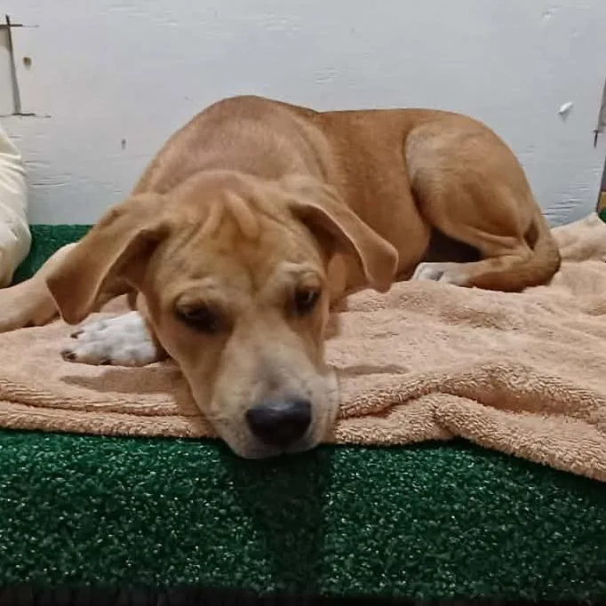 A young medium-sized female Yellow / Tan / Blond / Fawn Mixed Breed dog named Willa for adoption in Boaz, AL