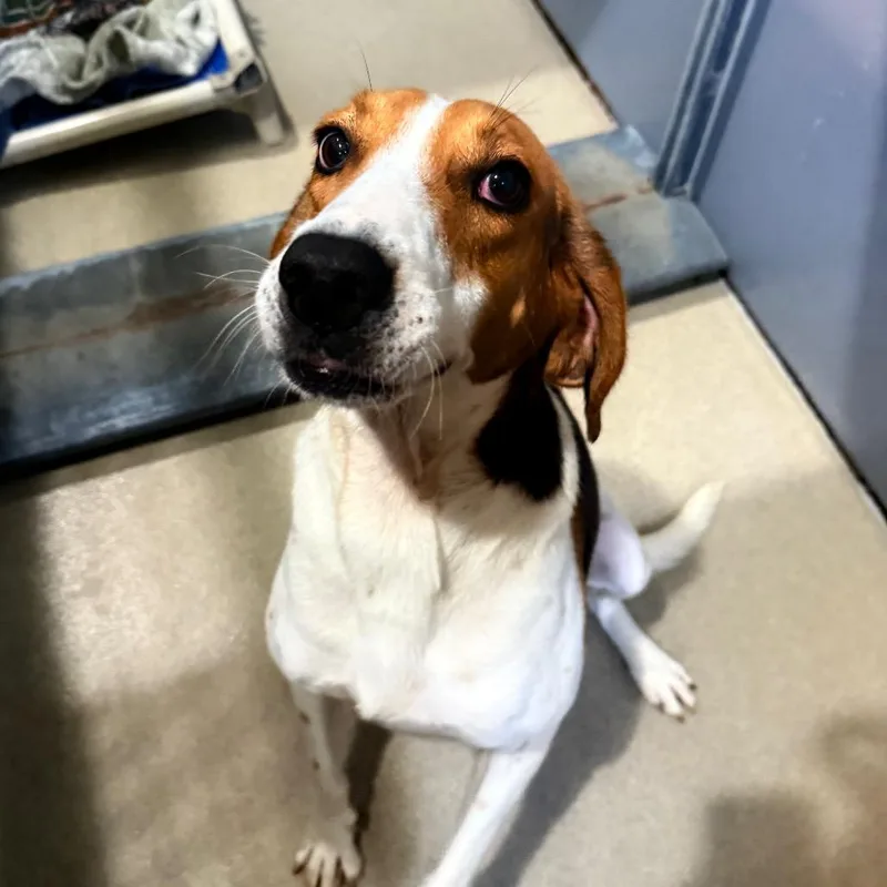 An adult medium-sized male White / Cream Mixed Breed dog named Tuna Fish for adoption in Fredericksburg, VA
