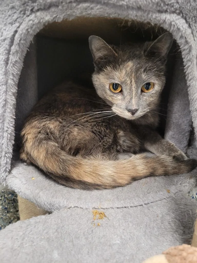 An adult small-sized female Domestic Short Hair cat named Leia for adoption in Angola, IN
