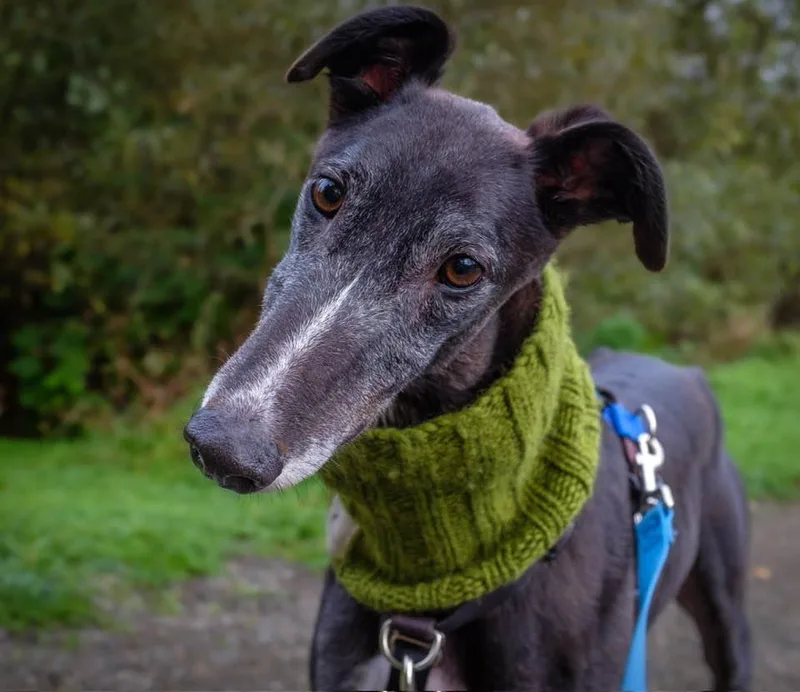 An adult large-sized male Greyhound dog named Alfie for adoption in Woodinville, WA