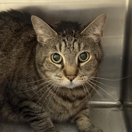 An adult medium-sized male Tabby (Brown / Chocolate) Domestic Short Hair cat named Truman for adoption in Lansing, MI