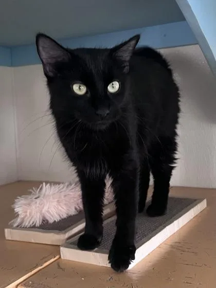 An adult medium-sized female Domestic Short Hair cat named Eclipse for adoption in Houston, TX