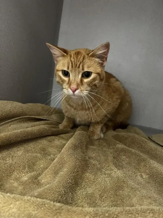 A young small-sized male Domestic Short Hair cat named Duct Tape for adoption in Loveland, CO