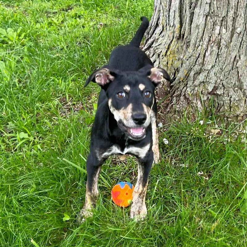 A baby small-sized female Black Labrador Retriever dog named Brooklyn for adoption in Michigan City, IN