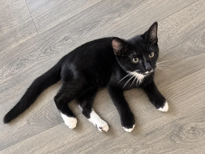 A baby medium-sized male Black & White / Tuxedo Domestic Short Hair cat named Tux for adoption in Greensboro, NC