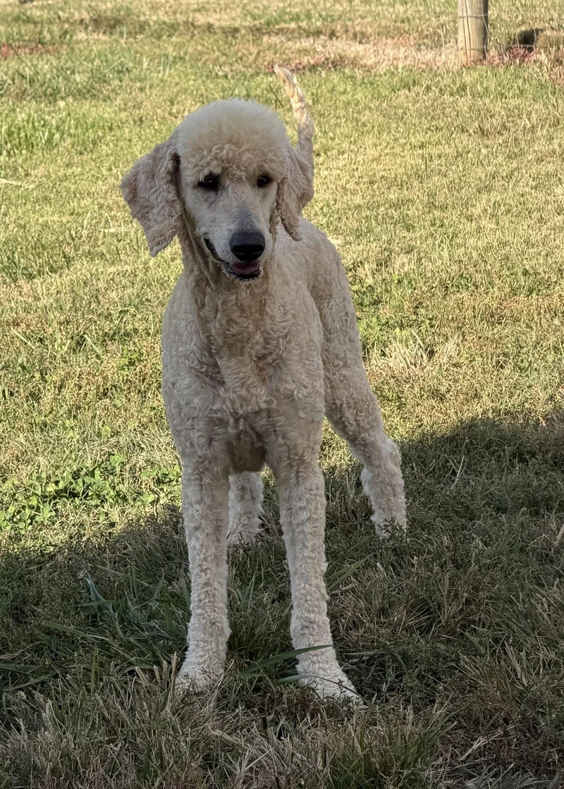 An adult large-sized male Standard Poodle dog named Bambi Oct for adoption in Pacolet, SC