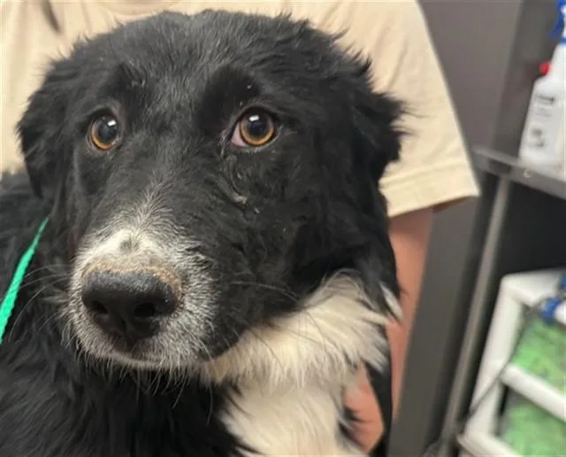 A young medium-sized female Border Collie dog named Celena for adoption in Tucson, AZ