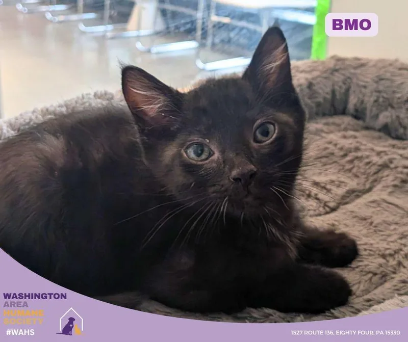 A baby small-sized male Black Domestic Short Hair cat named Bmo for adoption in Eighty Four, PA