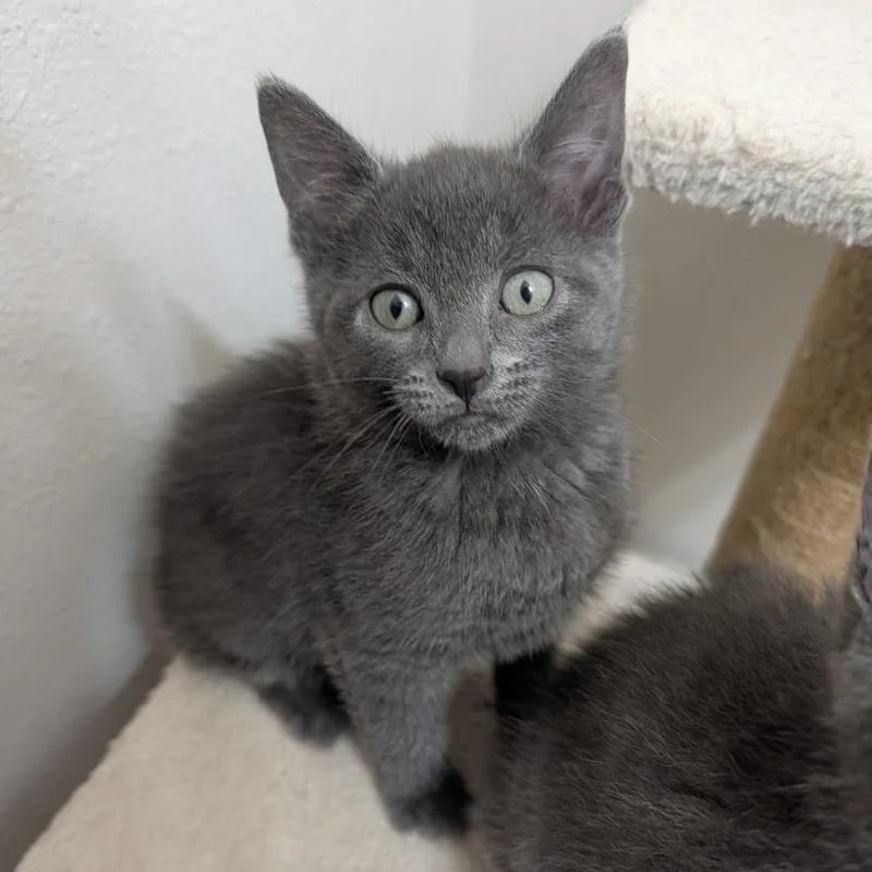 A baby small-sized male Gray / Blue / Silver Domestic Short Hair cat named Sloth for adoption in Columbia, MO