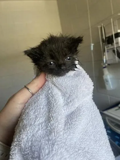 A baby small-sized female Domestic Short Hair cat named Splinter for adoption in Sevierville, TN