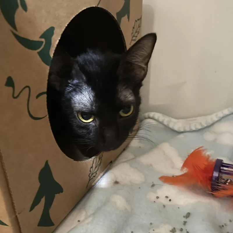 An adult medium-sized female Black Domestic Short Hair cat named Neon Tetra for adoption in Saint Charles, MO