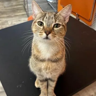 A young medium-sized female Tabby (Buff / Tan / Fawn) Domestic Short Hair cat named Cleo at Fat Cat for adoption in Tallahassee, FL