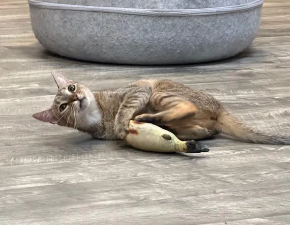 Cleo at Fat Cat thumbnail 2