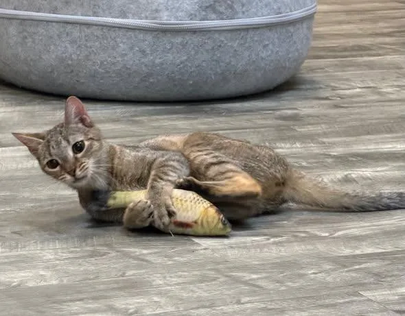 Cleo at Fat Cat thumbnail 4