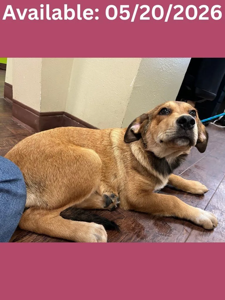 A baby medium-sized female Hound dog named Dog Kennel for adoption in Greenville, TX
