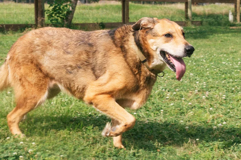 A senior medium-sized female Apricot / Beige German Shepherd Dog dog named Spirit for adoption in Magnolia, TX