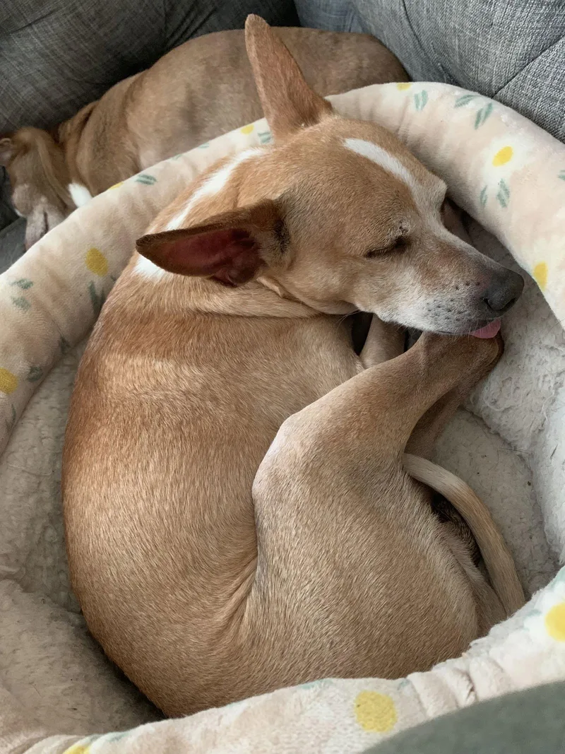 Steve [bonded To Lewis] thumbnail 3