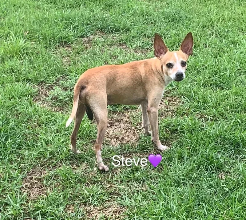 Steve [bonded To Lewis] thumbnail 5