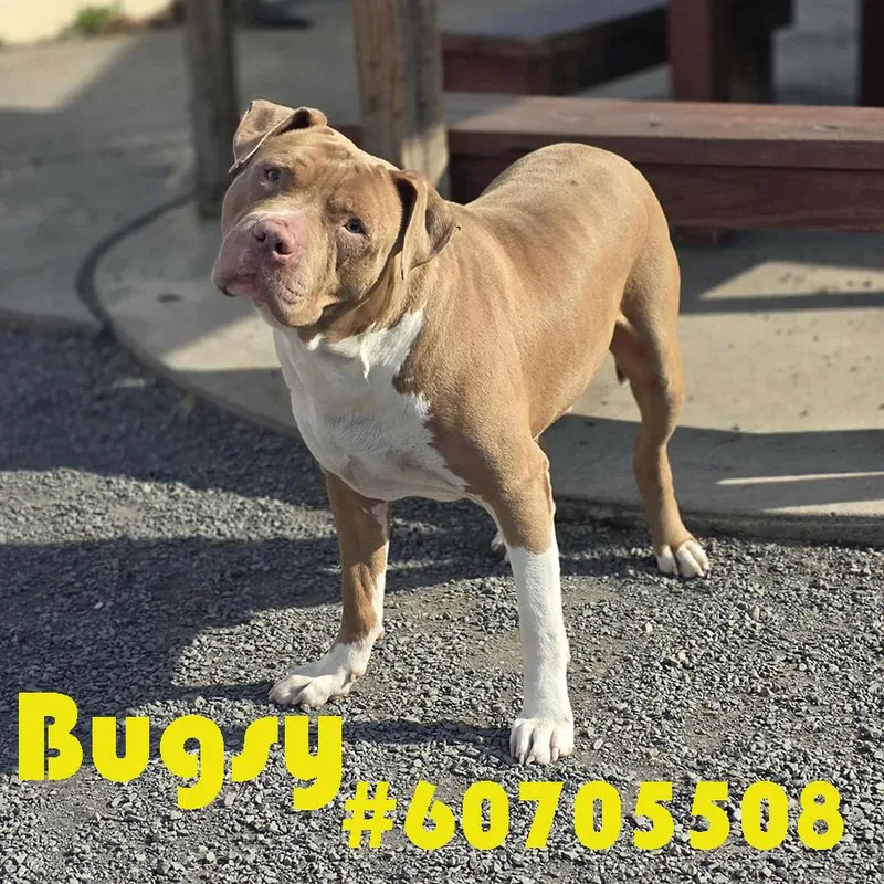 An adult large-sized male Pit Bull Terrier dog named Bugsy for adoption in Wilkes Barre, PA