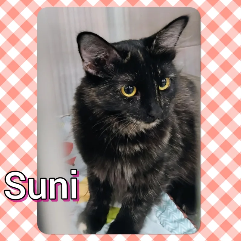 A young small-sized female Tortoiseshell cat named Suni for adoption in Tucson, AZ