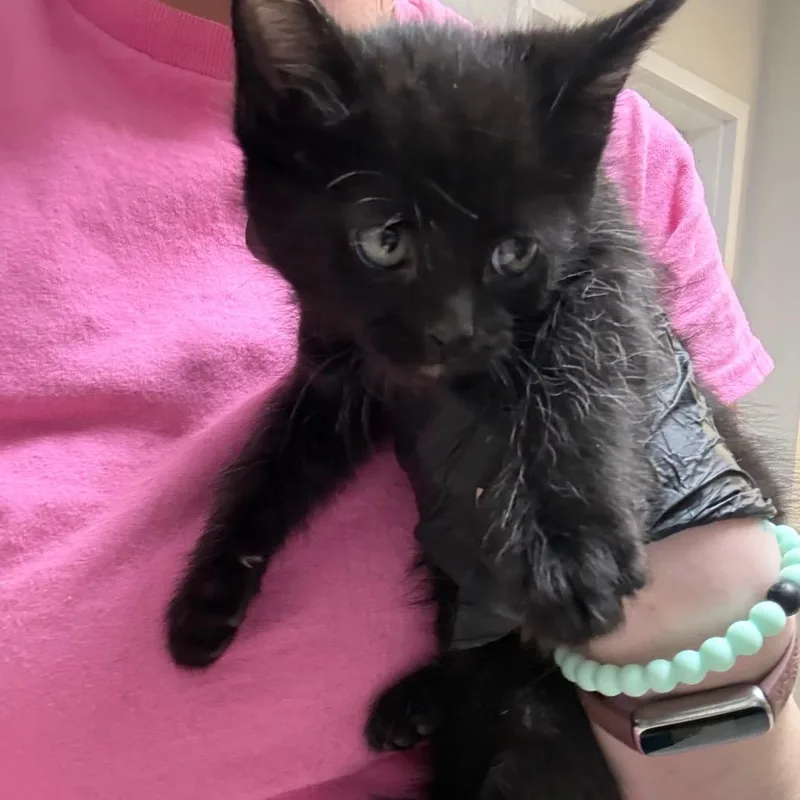 A baby small-sized male Black Domestic Short Hair cat named Dewey for adoption in Great Falls, MT