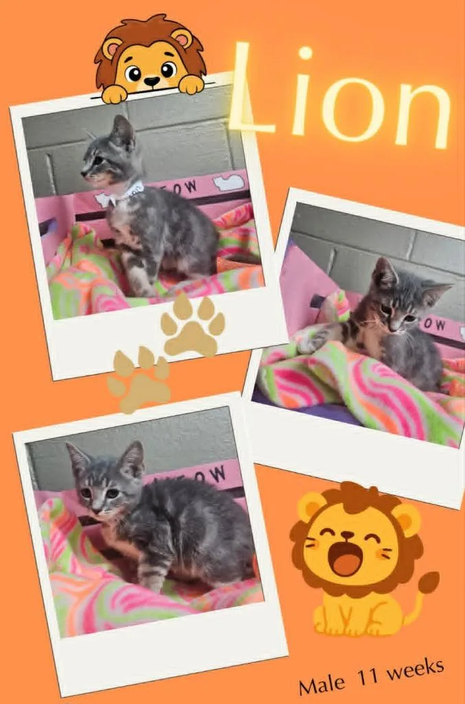 A baby small-sized male Domestic Short Hair cat named Lion for adoption in Blountville, TN