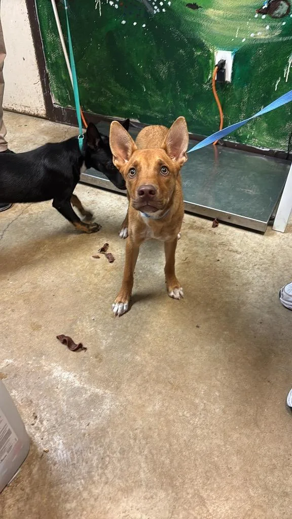 A baby medium-sized male Shepherd dog named Brayden for adoption in New Braunfels, TX