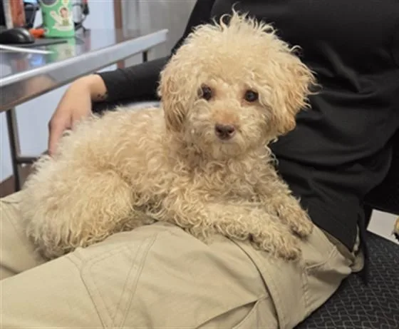 An adult small-sized female Poodle dog named Blanche for adoption in Phoenix, AZ
