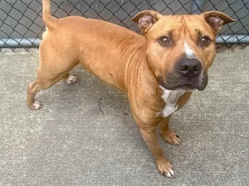 An adult medium-sized male Brown / Chocolate Pit Bull Terrier dog named Vernon for adoption in Chicago, IL