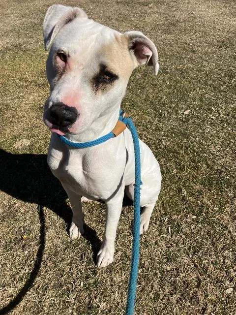 An adult medium-sized female Pit Bull Terrier dog named Dasher for adoption in Albuquerque, NM