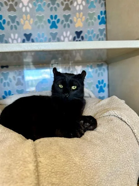 A young medium-sized male American Curl cat named Mouse for adoption in Frisco, CO