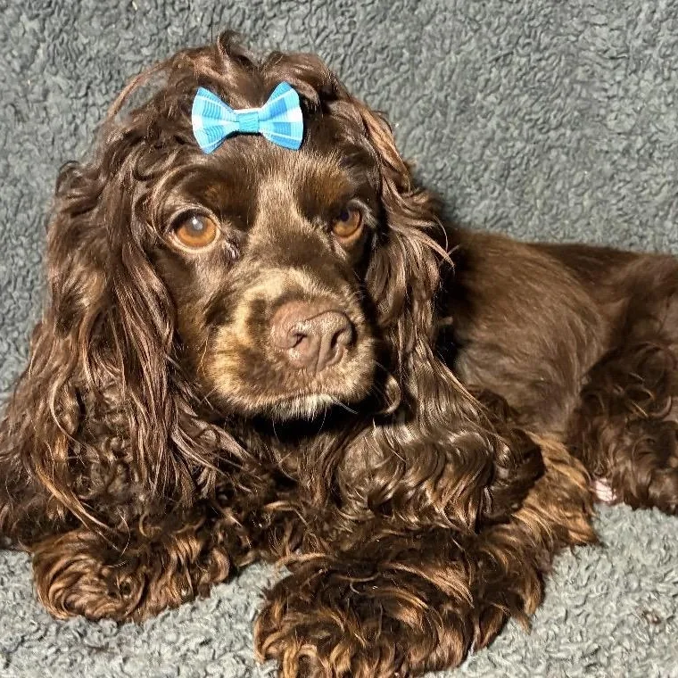 An adult small-sized female Brown / Chocolate Cocker Spaniel dog named Sweets for adoption in Pelham, NH