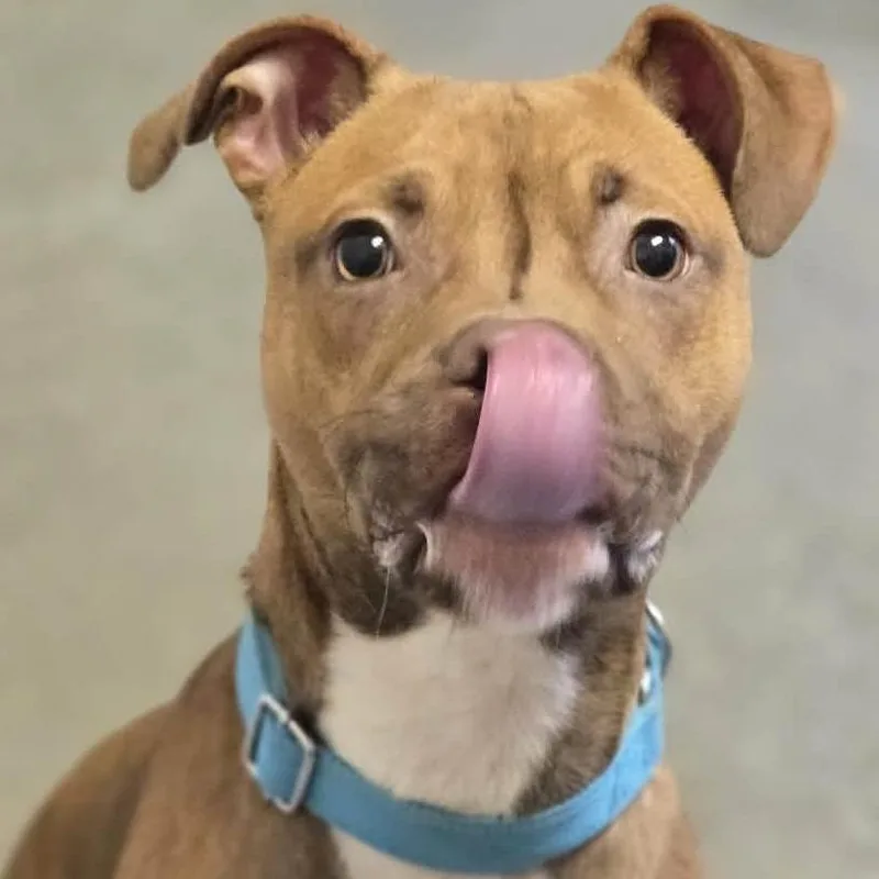 A young medium-sized male Pit Bull Terrier dog named Peanut for adoption in Pittsford, VT