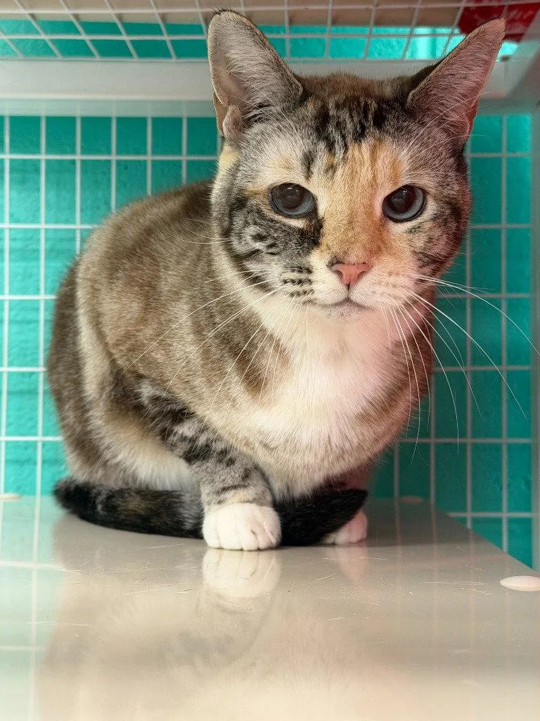 An adult medium-sized female Domestic Short Hair cat named Clara for adoption in St. Helens, OR