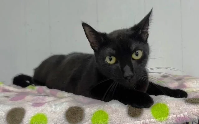 Princess Daisy thumbnail 2