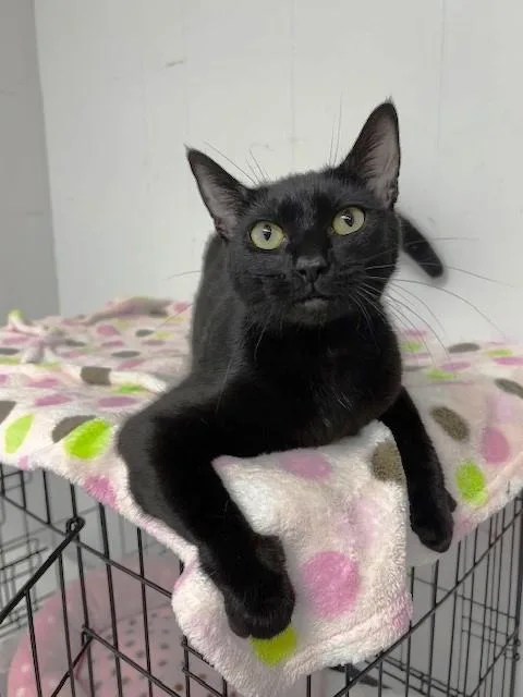 Princess Daisy thumbnail 3