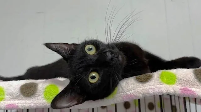 Princess Daisy thumbnail 6