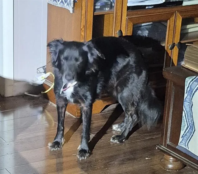A young medium-sized female Bearded Collie dog named A for adoption in San Antonio, TX