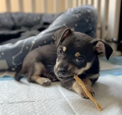 A baby small-sized male Chihuahua dog named Buster for adoption in Seattle, WA